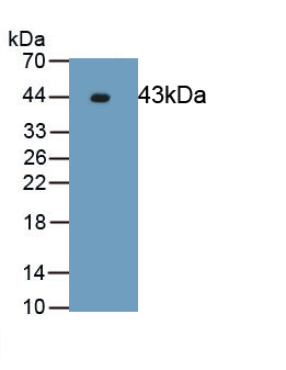 MAPK1 / ERK2 Antibody - Western Blot; Sample: Recombinant ERK2, Human.