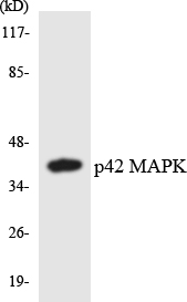 MAPK1 / ERK2 Antibody - Western blot analysis of the lysates from HUVECcells using p42 MAPK antibody.