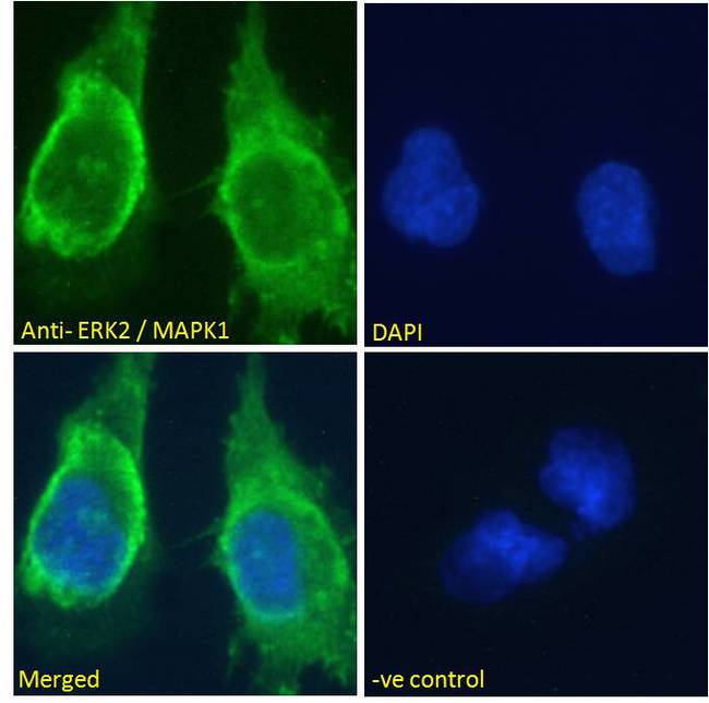 MAPK1 / ERK2 Antibody - ERK2 / MAPK1 Antibody Immunofluorescence analysis of paraformaldehyde fixed U251 cells, permeabilized with 0.15% Triton. Primary incubation 1hr (10ug/ml) followed by Alexa Fluor 488 secondary antibody (2ug/ml), showing cytoplasmic staining. The nuclear stain is DAPI (blue). Negative control: Unimmunized goat IgG (10ug/ml) followed by Alexa Fluor 488 secondary antibody (2ug/ml).