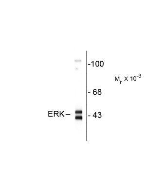 MAPK1 / ERK2 Antibody - Western blot of rat hippocampal homogenate showing specific immunolabeling of ~42-44k ERK/MAPK protein.