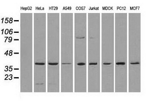 MAPK1 / ERK2 Antibody - Western blot analysis of extracts (35ug) from 9 different cell lines by using anti-MAPK1 monoclonal antibody.