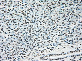 MAPK1 / ERK2 Antibody - IHC of paraffin-embedded pancreas tissue using anti-MAPK1 mouse monoclonal antibody. (Dilution 1:50).