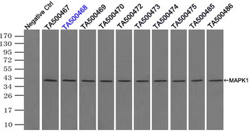 MAPK1 / ERK2 Antibody - Immunoprecipitation(IP) of MAPK1 by using monoclonal anti-MAPK1 antibodies (Negative control: IP without adding anti-MAPK1 antibody.). For each experiment, 500ul of DDK tagged MAPK1 overexpression lysates (at 1:5 dilution with HEK293T lysate), 2 ug of anti-MAPK1 antibody and 20ul (0.1 mg) of goat anti-mouse conjugated magnetic beads were mixed and incubated overnight. After extensive wash to remove any non-specific binding, the immuno-precipitated products were analyzed with rabbit anti-DDK polyclonal antibody.