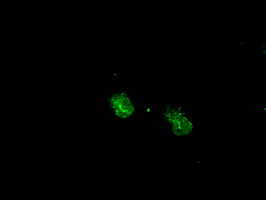 MAPK1 / ERK2 Antibody - Anti-MAPK1 mouse monoclonal antibody  immunofluorescent staining of COS7 cells transiently transfected by pCMV6-ENTRY MAPK1.