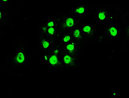 MAPK1 / ERK2 Antibody - Immunofluorescent staining of COS7 cells using anti-MAPK1 mouse monoclonal antibody.