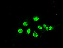 MAPK1 / ERK2 Antibody - Anti-MAPK1 mouse monoclonal antibody  immunofluorescent staining of COS7 cells transiently transfected by pCMV6-ENTRY MAPK1.