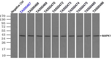 MAPK1 / ERK2 Antibody - Immunoprecipitation(IP) of MAPK1 by using monoclonal anti-MAPK1 antibodies (Negative control: IP without adding anti-MAPK1 antibody.). For each experiment, 500ul of DDK tagged MAPK1 overexpression lysates (at 1:5 dilution with HEK293T lysate), 2 ug of anti-MAPK1 antibody and 20ul (0.1 mg) of goat anti-mouse conjugated magnetic beads were mixed and incubated overnight. After extensive wash to remove any non-specific binding, the immuno-precipitated products were analyzed with rabbit anti-DDK polyclonal antibody.