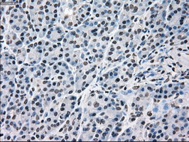 MAPK1 / ERK2 Antibody - IHC of paraffin-embedded pancreas tissue using anti-MAPK1 mouse monoclonal antibody. (Dilution 1:50).