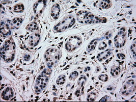 MAPK1 / ERK2 Antibody - IHC of paraffin-embedded breast tissue using anti-MAPK1 mouse monoclonal antibody. (Dilution 1:50).