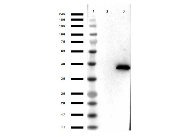 MAPK1 / ERK2 Antibody - Western Blot of Mouse anti-ERK2 Antibody. Lane 1: Opal Pre-Stained Molecular Weight Ladder. Lane 2: ERK1 50ng. Lane 3: ERK2 50ng. Primary Antibody: Anti-ERK2 (internal) Monoclonal Antibody at 1µg/mL. Secondary Antibody: Rabbit anti-Mouse IgG HRP at 1:40,000. Blocking Buffer: BlockOut MB-073 for 30 min at RT. Expect: ~41kDa seen in lane 2 only.