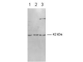 MAPK1 / ERK2 Antibody - Anti-p42 MAP Kinase (ERK2) Antibody - Western Blot. Western blot of Affinity Purified anti-p42 MAP Kinase (ERK2) antibody shows detection of ERK2 in several whole cell lysates: HeLa (lane 1), A431 (lane 2), and NIH3T3 (lane 3). Detection occurs using a 1:1000 dilution of the primary antibody followed by 1:4000 dilution of HRP Goat-a-Rabbit with visualization via ECL. Film exposure was approximately 1. Other detection systems will yield similar results.
