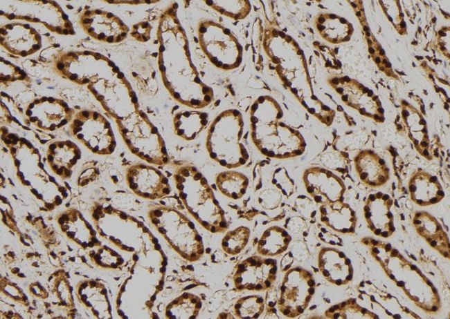 MAPK1 / ERK2 Antibody - 1:100 staining human kidney tissue by IHC-P. The sample was formaldehyde fixed and a heat mediated antigen retrieval step in citrate buffer was performed. The sample was then blocked and incubated with the antibody for 1.5 hours at 22°C. An HRP conjugated goat anti-rabbit antibody was used as the secondary.