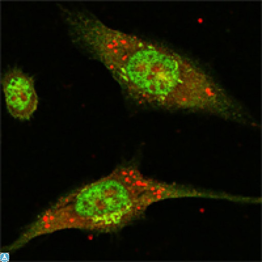 MAPK1 / ERK2 Antibody - Western Blot (WB) analysis using ERK 2 Monoclonal Antibody against HeLa (1), NIH/3T3 (2), MCF-7 (3), HEK293 (4), Jurkat (5), A549 (6), NTERA-2 (7) and SMMC-7721 (8) cell lysate.
