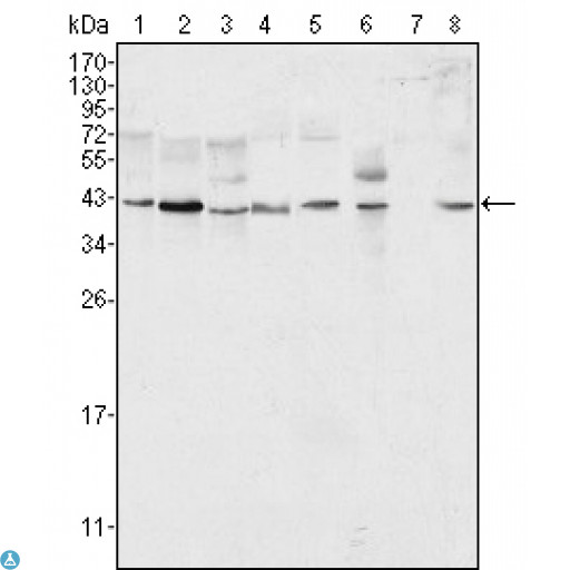 MAPK1 / ERK2 Antibody - Immunofluorescence (IF) analysis of Eca-109 cells using ERK 2 Monoclonal Antibody (green).