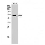 MAPK10 / JNK3 Antibody - Western blot of JNK3 antibody