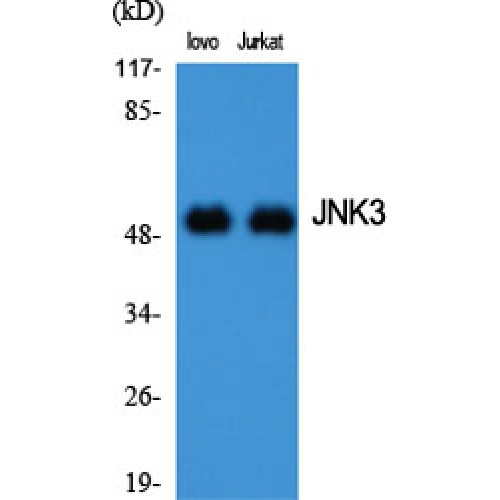 MAPK10 / JNK3 Antibody - Western blot of JNK3 antibody