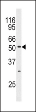 MAPK10 / JNK3 Antibody - Western blot of anti-JNK3 Antibody in mouse brain tissue lysates (35 ug/lane). JNK3 (arrow) was detected using the purified antibody.