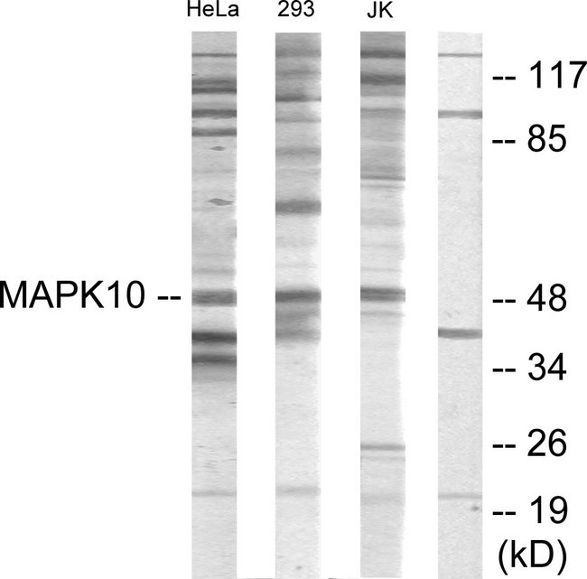 MAPK10 / JNK3 Antibody - Western blot analysis of lysates from HeLa, 293, and Jurkat cells, using MAPK10 Antibody. The lane on the right is blocked with the synthesized peptide.