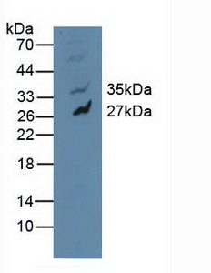 MAPK10 / JNK3 Antibody - Western Blot; Sample: Human U-87MG Cells.