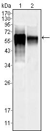 MAPK10 / JNK3 Antibody - Western blot using MAPK10 mouse monoclonal antibody against NIH/3T3 (1) and SKN-SH (2) cell lysate.