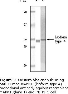 MAPK10 / JNK3 Antibody