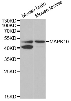 MAPK10 / JNK3 Antibody - Western blot analysis of extracts of various cell lines.