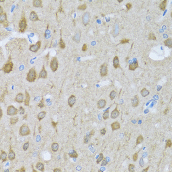 MAPK10 / JNK3 Antibody - Immunohistochemistry of paraffin-embedded rat brain tissue.