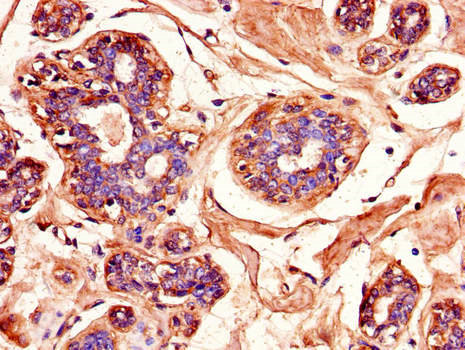 MAPK10 / JNK3 Antibody - Immunohistochemistry of paraffin-embedded human testis tissue using MAPK10 Antibody at dilution of 1:100