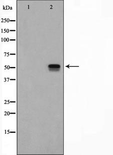 MAPK10 / JNK3 Antibody - Western blot analysis of MAPK10 expression in HuvEc cells lysate. The lane on the left is treated with the antigen-specific peptide.