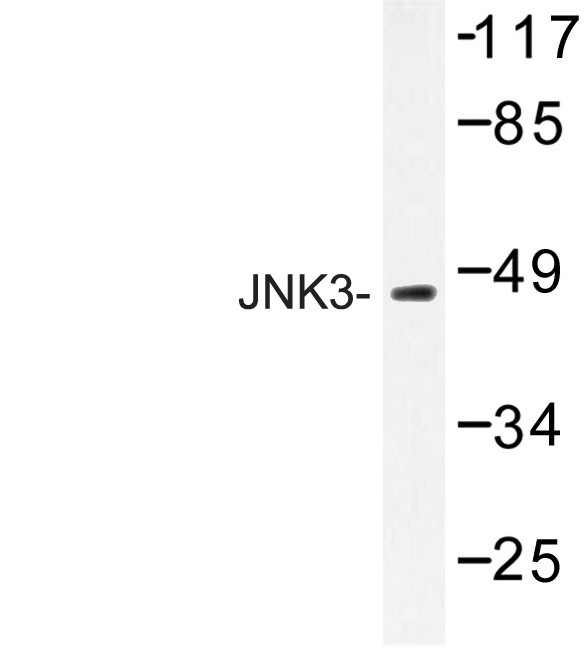 MAPK10 / JNK3 Antibody - Western blot of JNK3 (K391) pAb in extracts from HeLa cells.