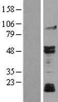 MAPK10 / JNK3 Protein - Western validation with an anti-DDK antibody * L: Control HEK293 lysate R: Over-expression lysate