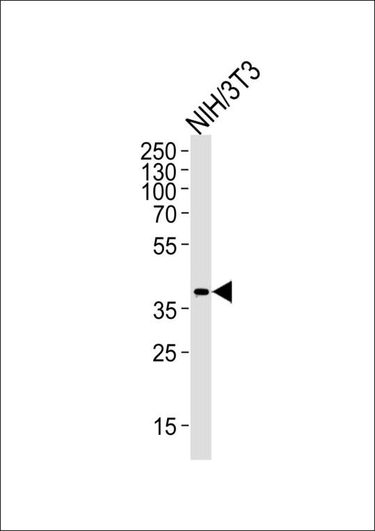 MAPK11 / SAPK2 / p38 Beta Antibody - Western blot of lysate from mouse NIH/3T3 cell line, using Mouse Mapk11 Antibody. Antibody was diluted at 1:1000 at each lane. A goat anti-rabbit IgG H&L (HRP) at 1:5000 dilution was used as the secondary antibody. Lysate at 35ug per lane.