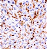 MAPK11 / SAPK2 / p38 Beta Antibody - Mouse Mapk11 Antibody immunohistochemistry of formalin-fixed and paraffin-embedded mouse live tissue followed by peroxidase-conjugated secondary antibody and DAB staining.