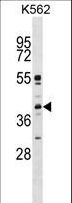 MAPK11 / SAPK2 / p38 Beta Antibody - P38beta Antibody (Ctr) western blot of K562 cell line lysates (35 ug/lane). The P38beta antibody detected the P38beta protein (arrow).
