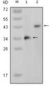 MAPK11 / SAPK2 / p38 Beta Antibody - Western blot using MAPK11 mouse monoclonal antibody against truncated MAPK11 recombinant protein (1) and full-length MAPK11 (aa1-363)-pcDNA3.1 transfected CHO-K1 cell lysate (2).