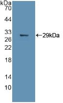 MAPK11 / SAPK2 / p38 Beta Antibody - Western Blot; Sample: Recombinant MAPK11, Human.
