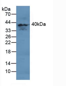 MAPK11 / SAPK2 / p38 Beta Antibody - Western Blot; Sample: Human Brain Tissue.
