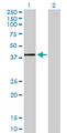 MAPK11 / SAPK2 / p38 Beta Antibody - Western Blot analysis of MAPK11 expression in transfected 293T cell line by MAPK11 monoclonal antibody (M03), clone 1F9.Lane 1: MAPK11 transfected lysate(41.4 KDa).Lane 2: Non-transfected lysate.