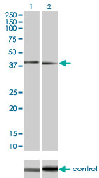 MAPK11 / SAPK2 / p38 Beta Antibody - Western blot analysis of MAPK11 over-expressed 293 cell line, cotransfected with MAPK11 Validated Chimera RNAi (Lane 2) or non-transfected control (Lane 1). Blot probed with MAPK11 monoclonal antibody (M03) clone 1F9 . GAPDH ( 36.1 kDa ) used as specificity and loading control.
