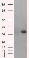 MAPK11 / SAPK2 / p38 Beta Antibody - HEK293T cells were transfected with the pCMV6-ENTRY control (Left lane) or pCMV6-ENTRY MAPK11 (Right lane) cDNA for 48 hrs and lysed. Equivalent amounts of cell lysates (5 ug per lane) were separated by SDS-PAGE and immunoblotted with anti-MAPK11.