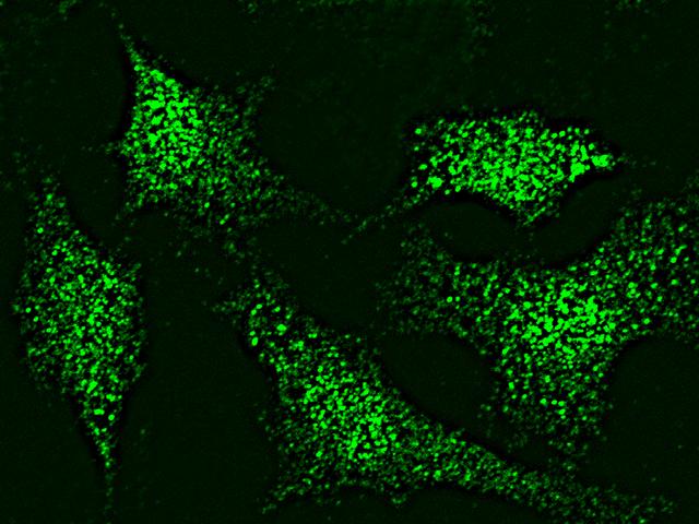 MAPK11 / SAPK2 / p38 Beta Antibody - Immunofluorescence staining of MAPK11 in Hela cells. Cells were fixed with 4% PFA, permeabilzed with 0.3% Triton X-100 in PBS, blocked with 10% serum, and incubated with rabbit anti-HUMAN MAPK11 polyclonal antibody (dilution ratio: 1:1000) at 4°C overnight. Then cells were stained with the Alexa Fluor 488-conjugated Goat Anti-rabbit IgG secondary antibody (green). Positive staining was localized to cytoplasm and nucleus.