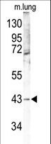 MAPK12 / ERK6 / SAPK3 Antibody - Western blot of p38 gamma (MAPK12) Antibody in mouse lung tissue lysates (35 ug/lane). MAPK12 (arrow) was detected using the purified antibody.