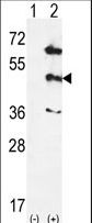 MAPK12 / ERK6 / SAPK3 Antibody - Western blot of MAPK12 (arrow) using rabbit polyclonal hMAPK12-P354. 293 cell lysates (2 ug/lane) either nontransfected (Lane 1) or transiently transfected (Lane 2) with the MAPK12 gene.