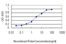 MAPK12 / ERK6 / SAPK3 Antibody - Detection limit for recombinant GST tagged MAPK12 is approximately 0.3 ng/ml as a capture antibody.