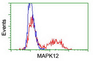MAPK12 / ERK6 / SAPK3 Antibody - HEK293T cells transfected with either overexpress plasmid (Red) or empty vector control plasmid (Blue) were immunostained by anti-MAPK12 antibody, and then analyzed by flow cytometry.