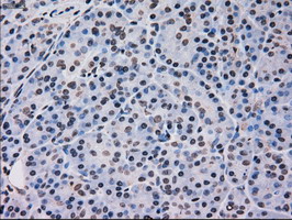 MAPK12 / ERK6 / SAPK3 Antibody - IHC of paraffin-embedded pancreas tissue using anti-MAPK12 mouse monoclonal antibody. (Dilution 1:50).