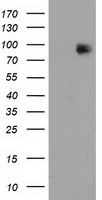 MAPK12 / ERK6 / SAPK3 Antibody - HEK293T cells were transfected with the pCMV6-ENTRY control (Left lane) or pCMV6-ENTRY MAPK7 (Right lane) cDNA for 48 hrs and lysed. Equivalent amounts of cell lysates (5 ug per lane) were separated by SDS-PAGE and immunoblotted with anti-MAPK7.