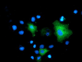 MAPK12 / ERK6 / SAPK3 Antibody - Anti-MAPK7 mouse monoclonal antibody immunofluorescent staining of COS7 cells transiently transfected by pCMV6-ENTRY MAPK7.