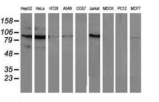 MAPK12 / ERK6 / SAPK3 Antibody - Western blot of extracts (35 ug) from 9 different cell lines by using anti-MAPK7 monoclonal antibody.