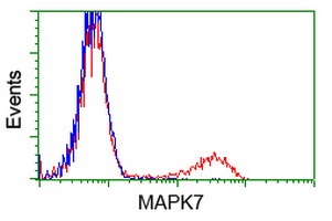 MAPK12 / ERK6 / SAPK3 Antibody - HEK293T cells transfected with either overexpress plasmid (Red) or empty vector control plasmid (Blue) were immunostained by anti-MAPK7 antibody, and then analyzed by flow cytometry.